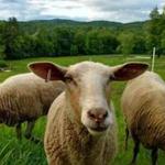 Some of the sheep at Fat Sheep Farm & Cabins in Hartland, Vt.